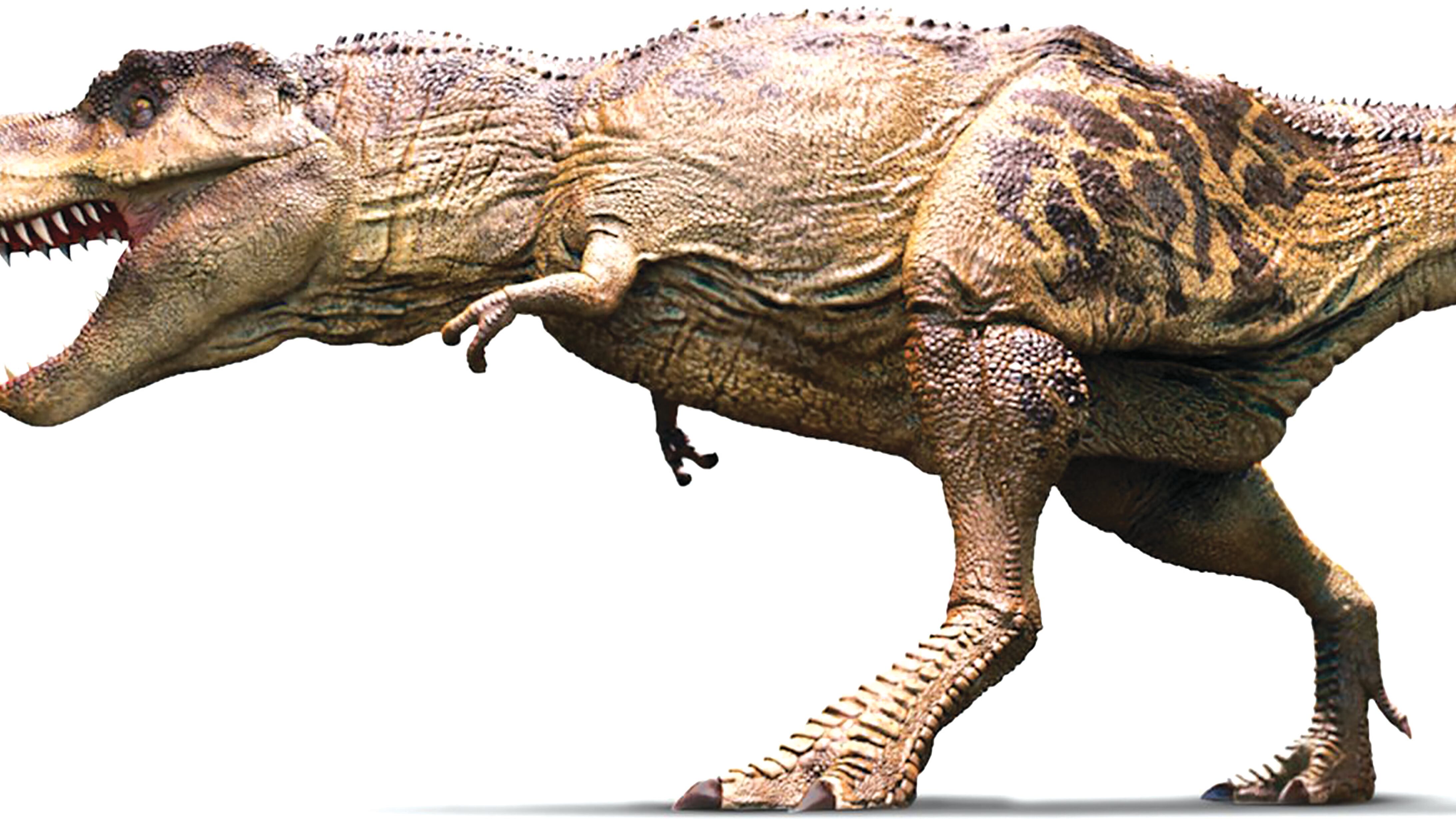 Il cranio di un T-Rex ritrovato tutto intero: pesa una tonnellata
