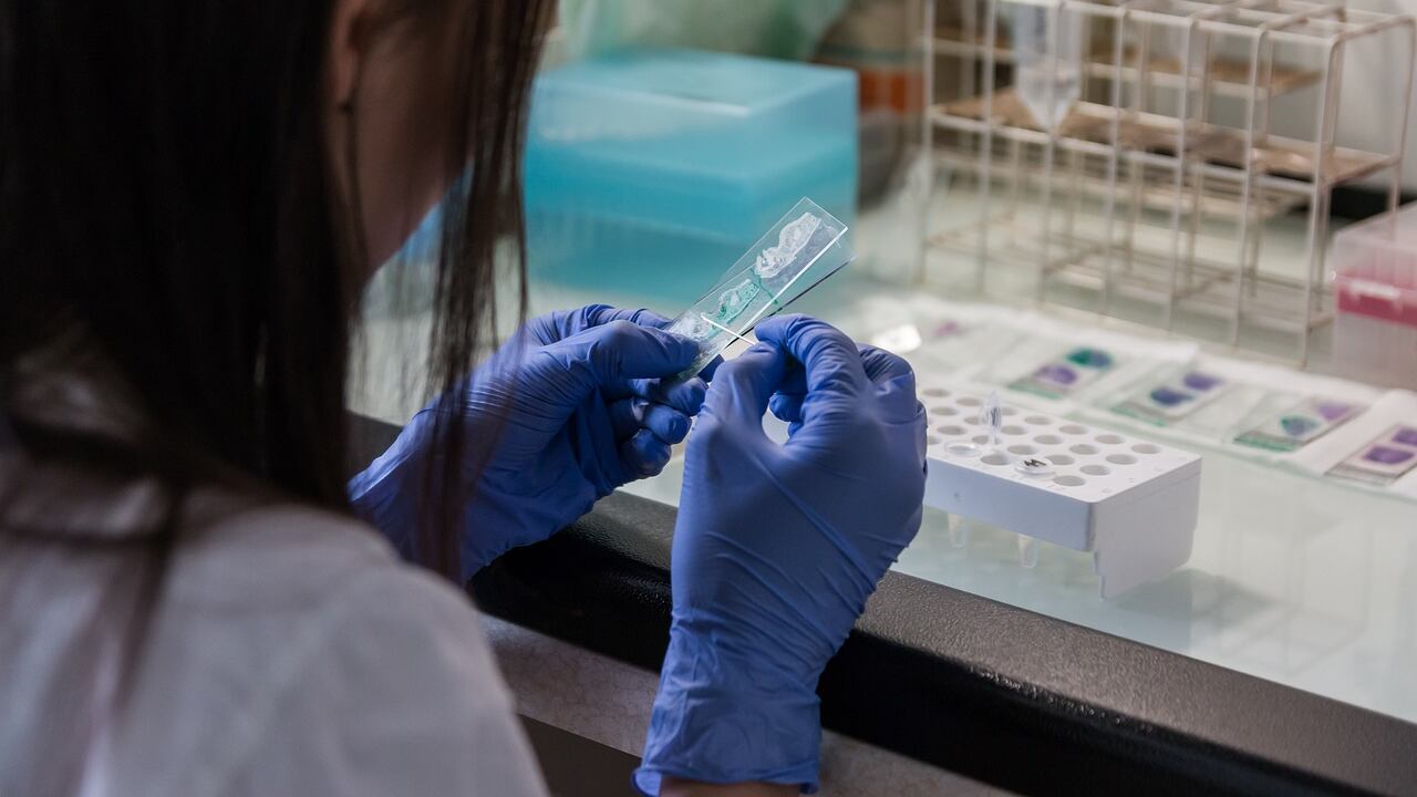 Lo stupro risolto dopo 14 anni e il «miracolo» Banca del Dna