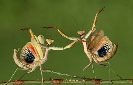 Titolo: "That's Dance". Autore: Hasan Baglar 