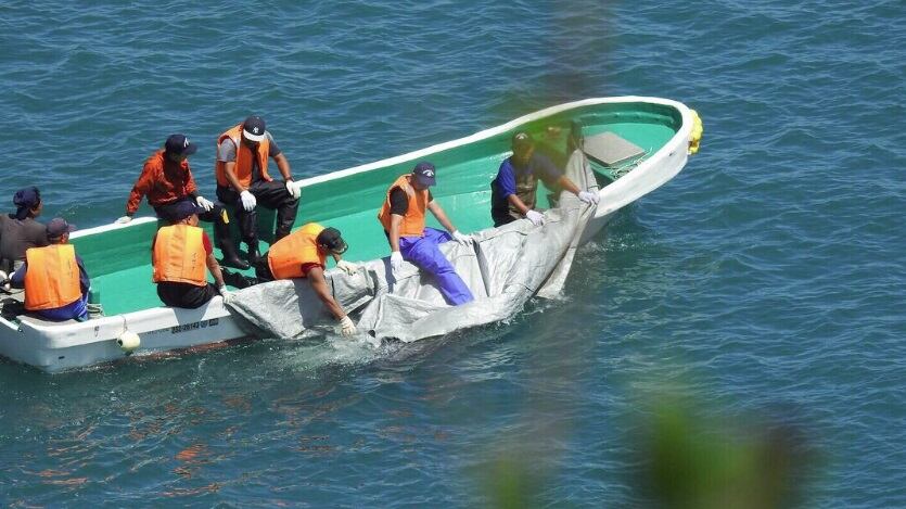 Giappone, nella baia di Taiji inizia l'annuale massacro di delfini