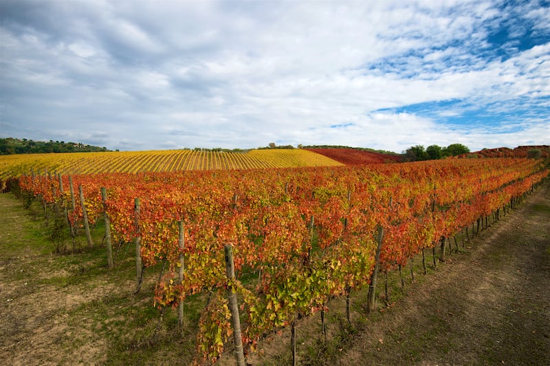 I vigneti di Mastroberardino