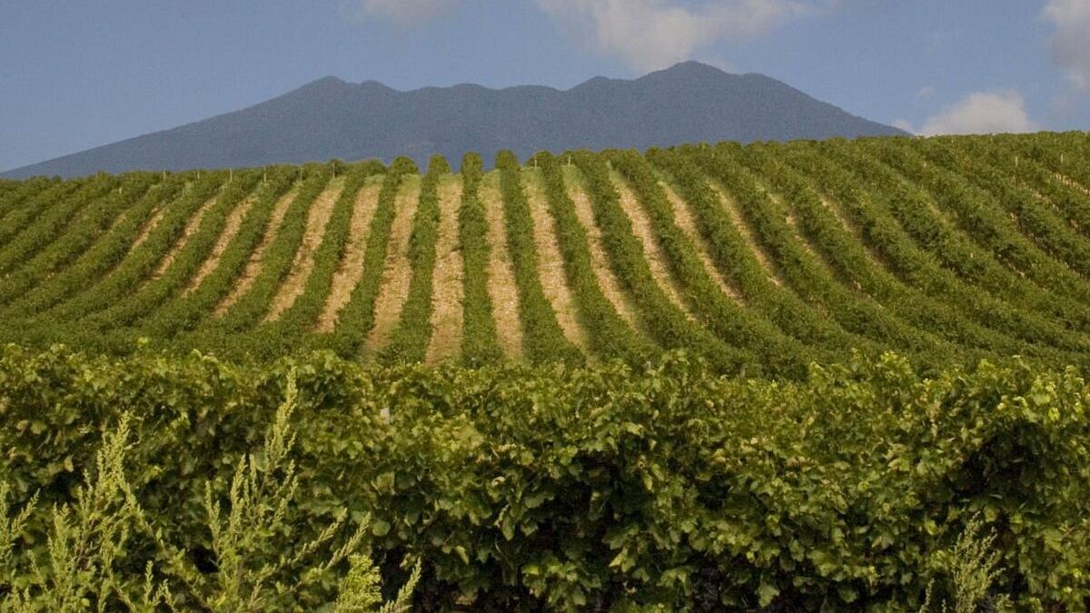 Il nostro Vinitaly 2024. I rosati