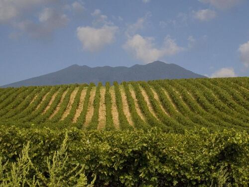 Il nostro Vinitaly 2024. I rosati