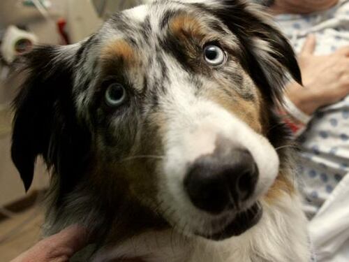 Cani e gatti potranno entrare negli ospedali della Lombardia