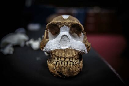 I resti dell'Homo Naledi, nuova specie umana 8