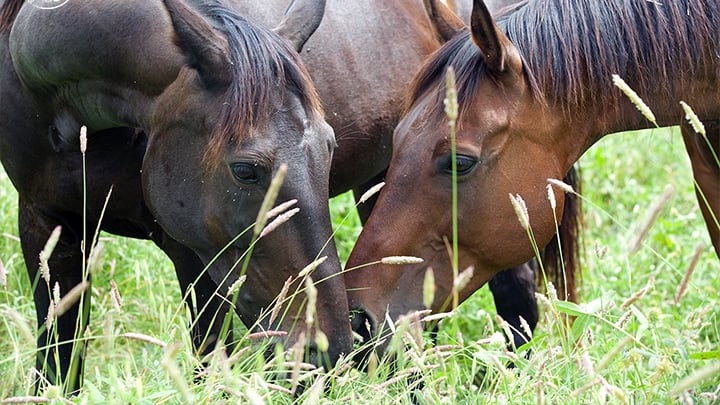 Quell'Aquila Nera che salva i cavalli destinati al macello