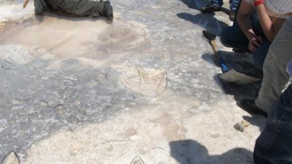 Trovate orme di dinosauro sulle coste pugliesi