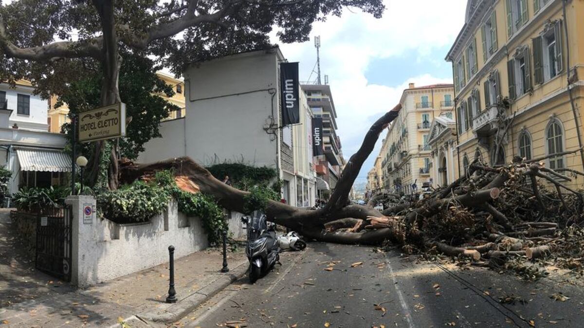 Crolla albero su Aurelia a Sanremo