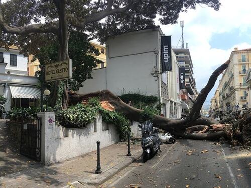 Crolla albero su Aurelia a Sanremo