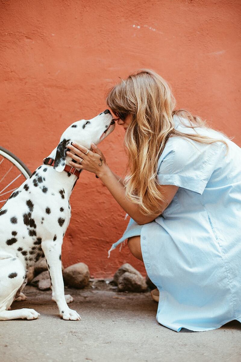 Estate, quali pericoli per i cani