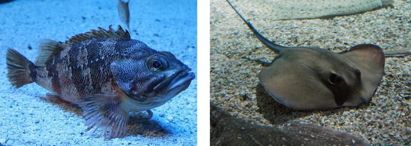 Razza e scorfano