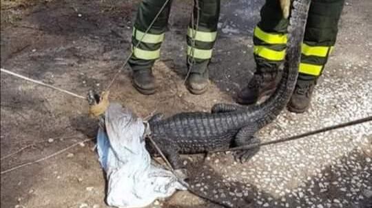 Orosei, ritrovato Jack il caimano scappato dal circo