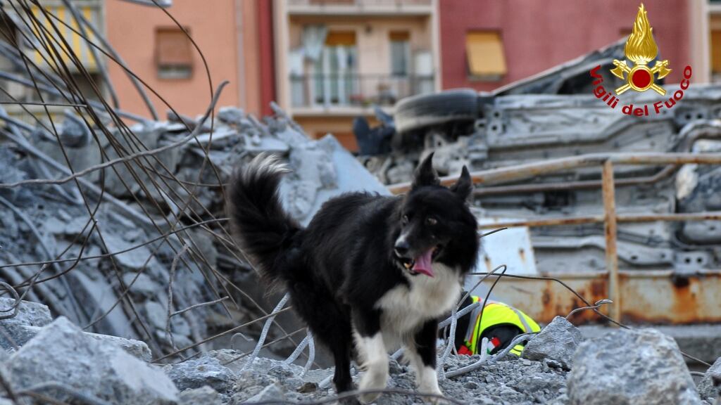 I campioni della fedeltà sono i cani eroi del ponte Morandi