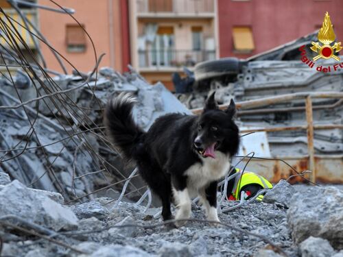 I campioni della fedeltà sono i cani eroi del ponte Morandi