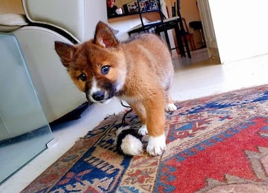 Wandi, il tenero cucciolo di dingo, incrocio tra un cane e una volpe 5