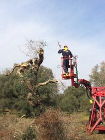 Gli ulivi salentini colpiti da Xylella 3