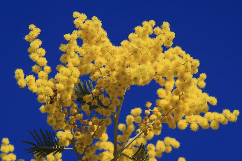 mimosa