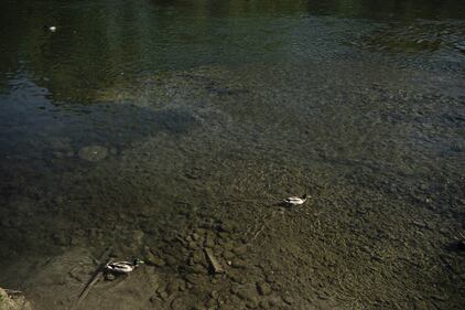 Il coronavirus "ripulisce" le acque del fiume Po 3