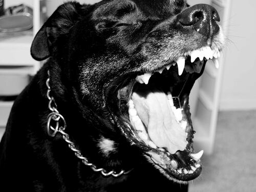 Milano, pitbull difendono la droga sul balcone
