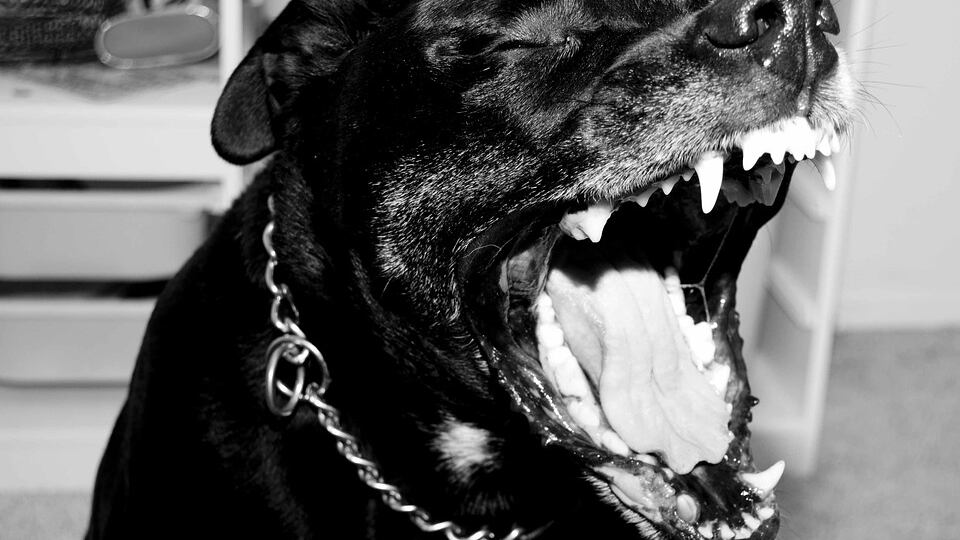 Cane di grossa taglia azzanna bimbo di 8 anni all'inguine