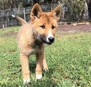 Wandi, il tenero cucciolo di dingo, incrocio tra un cane e una volpe 6