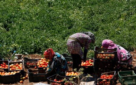 Rifugiati lavorano nei campi vicino al confine con Israele