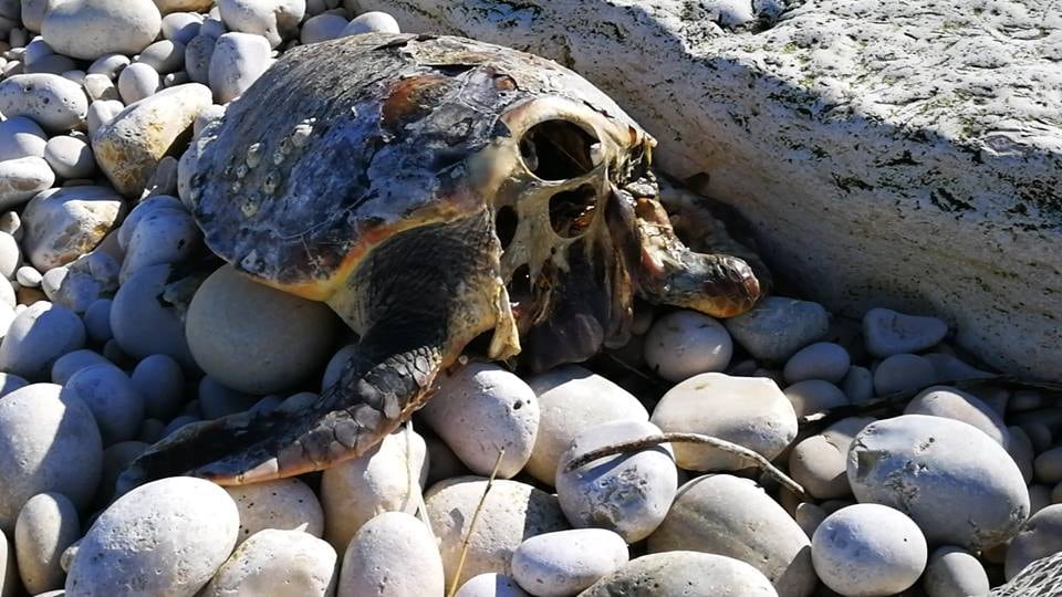 Orrore sul litorale barese: tartarughe marine brutalmente decapitate