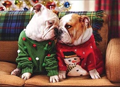 Il miglior Buon Natale è quello che ci augurano i nostri animali 5
