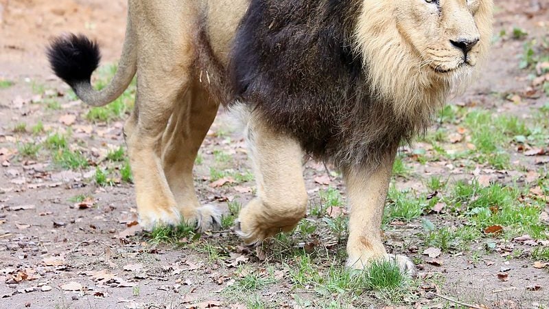 Pakistan, scaglia il suo leone contro un elettricista che voleva essere pagato