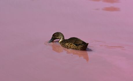 Lago australiano rosa: le foto 1