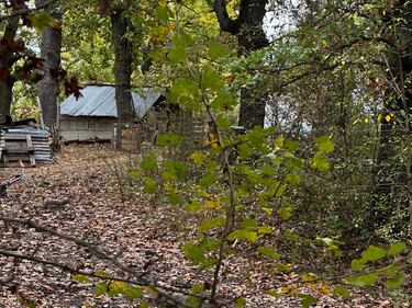 Famiglia nel bosco, le foto della casa a Palmoli 6