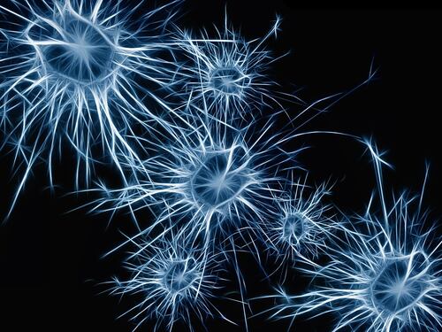 Neuroni giganti: grazie a loro ci svegliamo al mattino