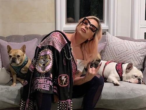 Sparatoria a Hollywood. Rapiti i cani di Lady Gaga, che offre mezzo milione per riaverli