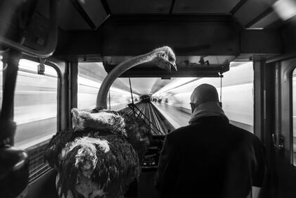 La metrò parigina diventa savana 4