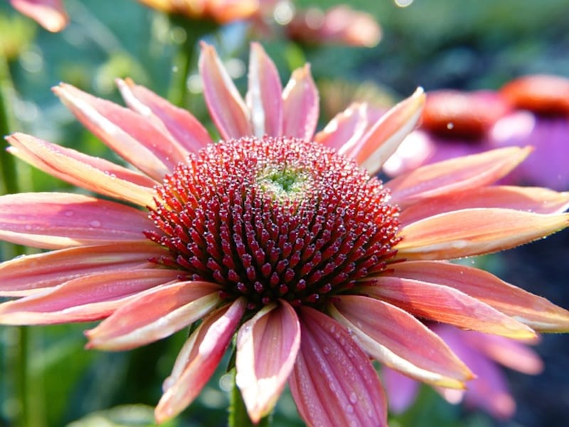 Echinacea