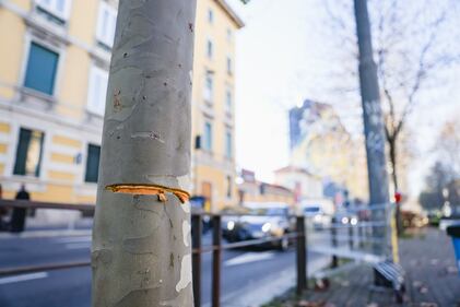 Milano, cavo teso in viale Toscana: le immagini choc 1
