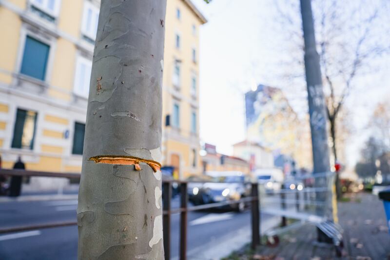Milano, cavo teso in viale Toscana: le immagini choc 1