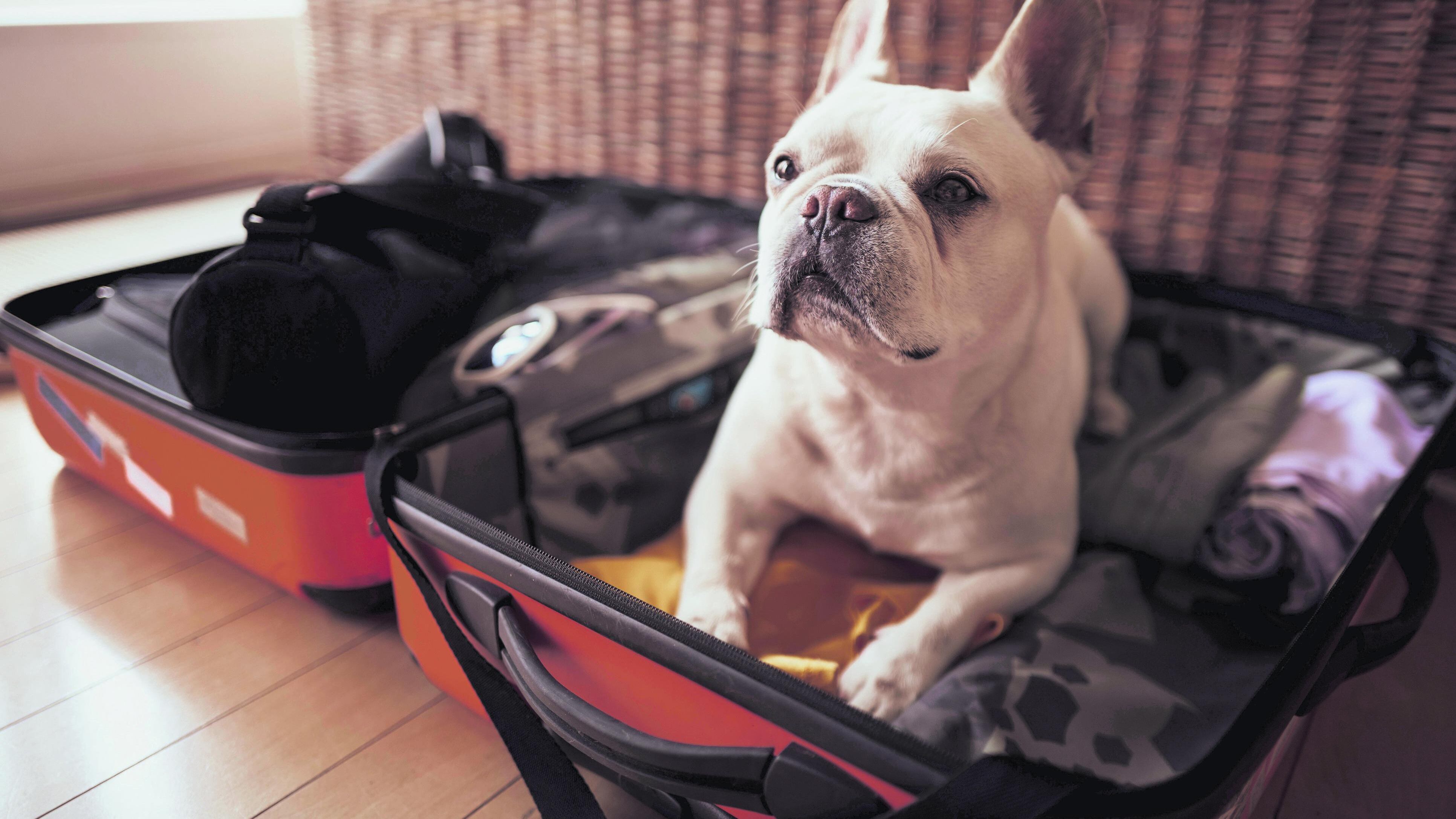 Gadget, coccole e trasportini. Quest'anno più che mai saranno vacanze bestiali