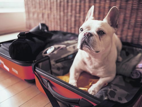 Gadget, coccole e trasportini. Quest'anno più che mai saranno vacanze bestiali