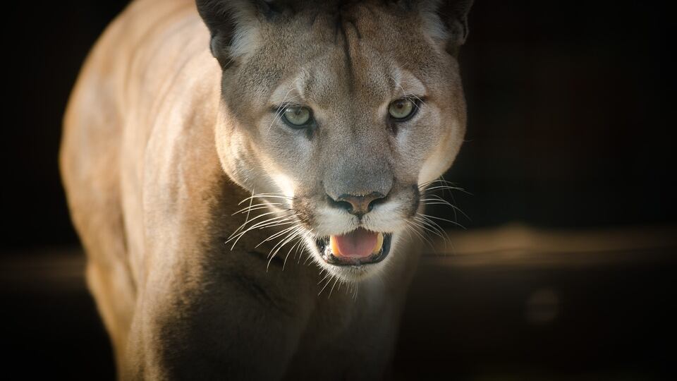 Stati Uniti, runner uccide un puma, soffocandolo, a mani nude
