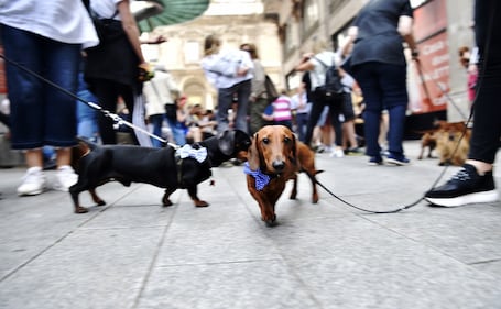 La "Sausage Walk" a Milano: sfilano i bassotti 10