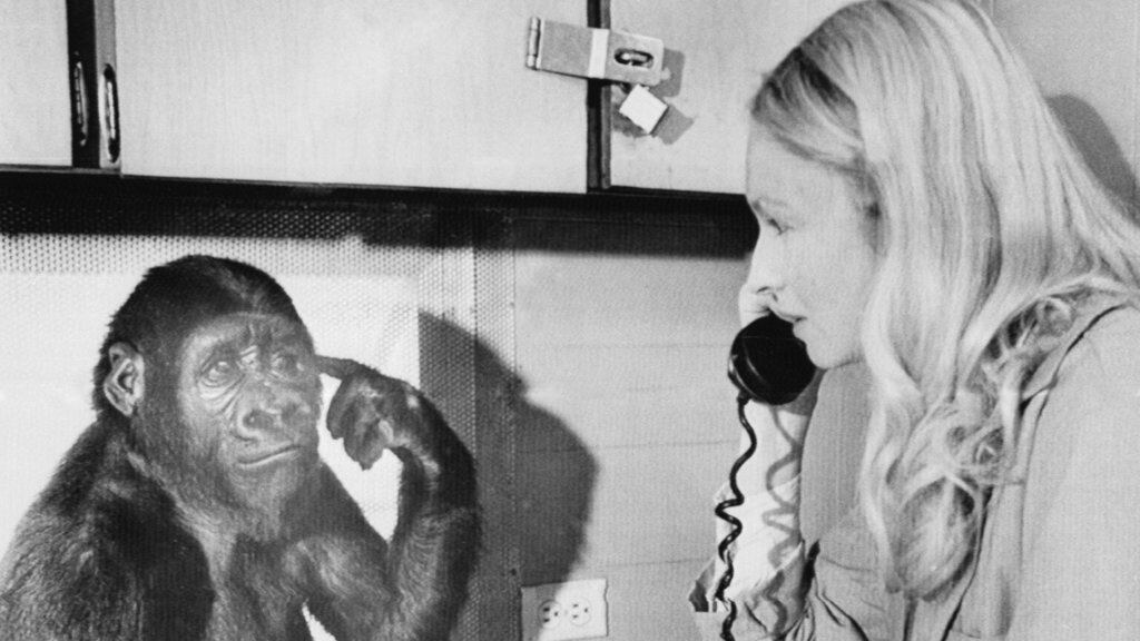 È morta Koko, la gorilla che comunicava con la lingua dei segni