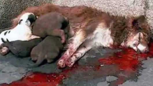 Ogni ora in Italia si commette un reato contro gli animali