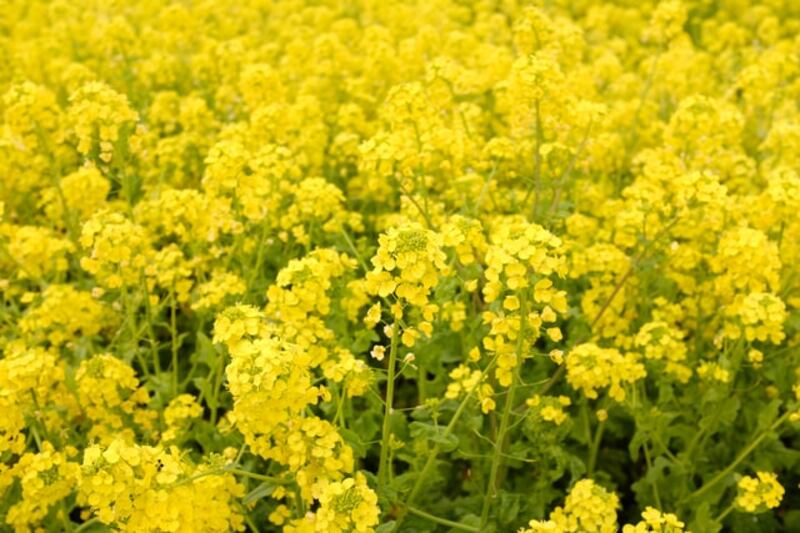Senape fiori