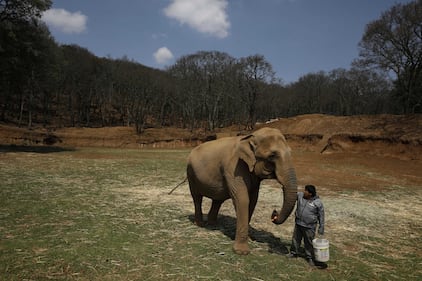 Gli animali del bioparco ancora chiuso per l'emergenza Covid-19 7