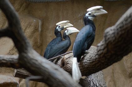 I Palaean hornbill, gli uccelli vulnerabili allevati allo zoo di Wroclaw 1