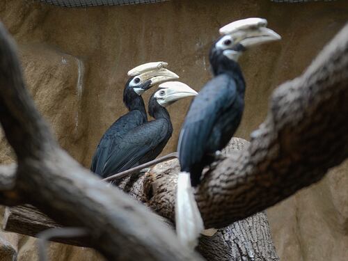 I Palaean hornbill, gli uccelli vulnerabili allevati allo zoo di Wroclaw