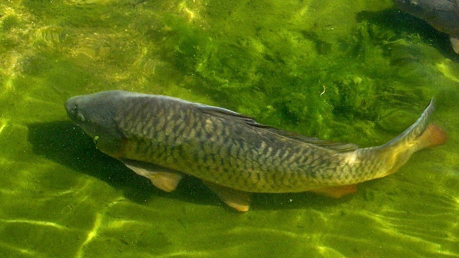 Condannati per furto di carpe. Dopo quattro anni