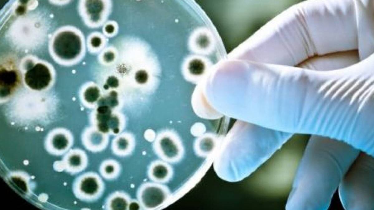 È allarme per il Klebsiella: i rischi e come prevenire il batterio che spaventa l'Europa