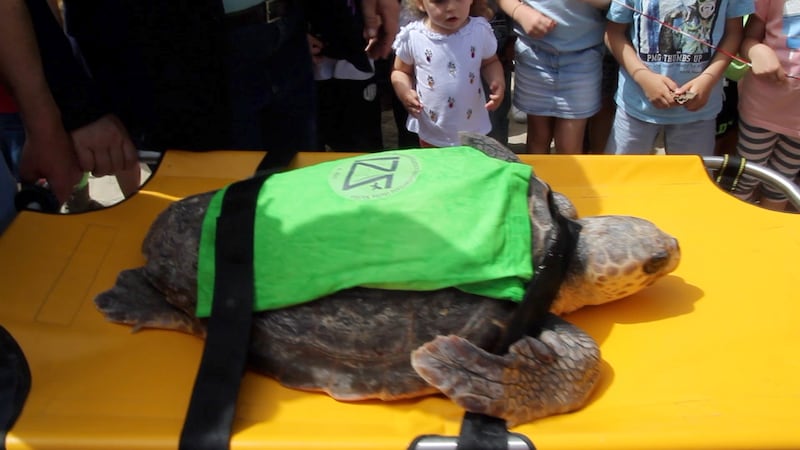 Liberata in mare la tartaruga Caretta caretta Federica. Era ferita e piena di plastica 7